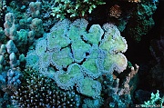 Goniopora lobata goniopore-Safaga Abu Soma Garden-3m-20171121-Denis-ADER-DSC_3280_tn